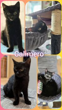 Calimero